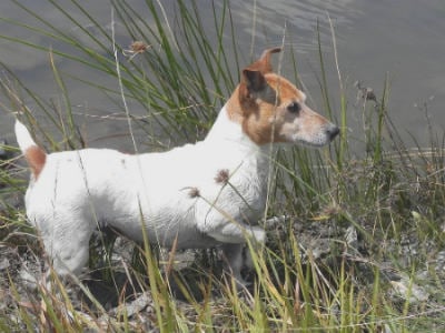 adiestrar Jack Russell Terrier