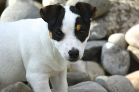 Jack Russell Terrier feeding