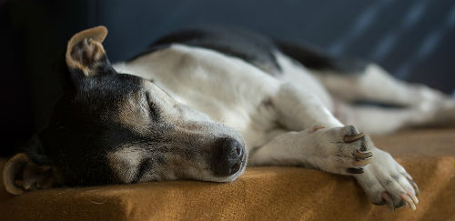 Jack Russell Terrier breed