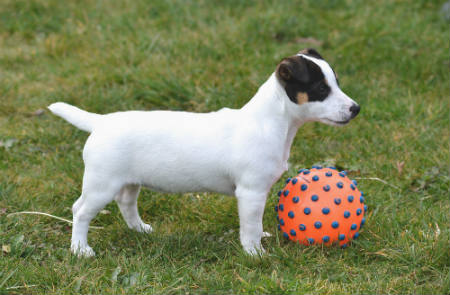 cachorro Jack Russell Terrier