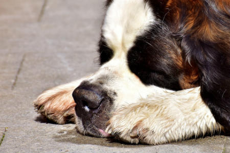 train saint bernard