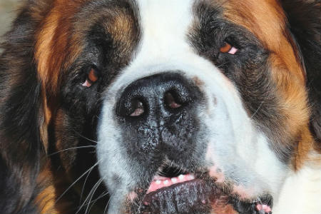 origin of the saint bernard