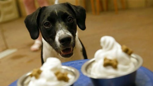 sorvete caseiro para cães