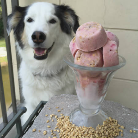 receita de sorvete para cachorro