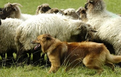 Basque Shepherd Dog