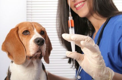 dog vaccine