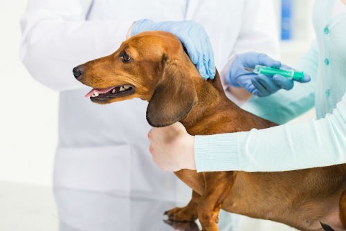 Vaccins pour chiens