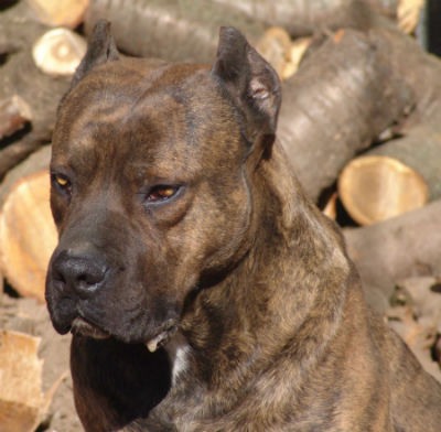 perro alano espanol