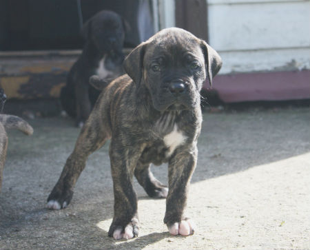 spanish alano puppy