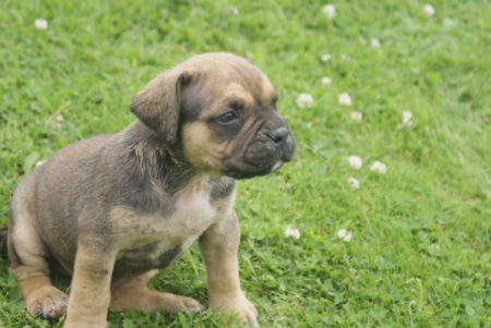 Chiots pour chiens espagnols