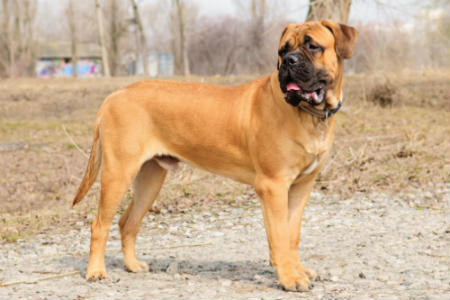 bullmastiff price