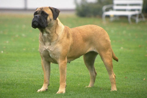 bullmastiff dog