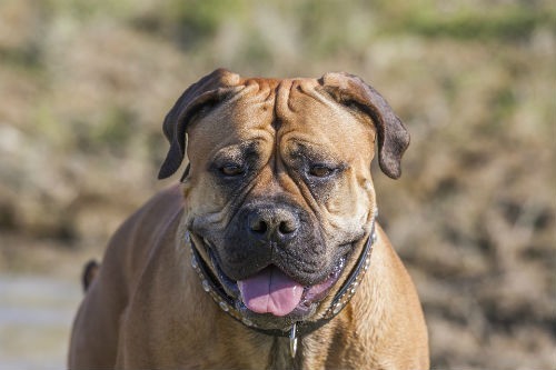 bullmastiff