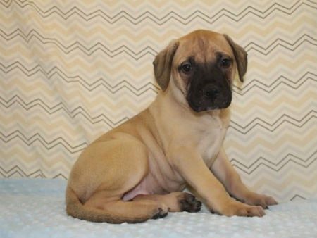 cachorro bullmastiff