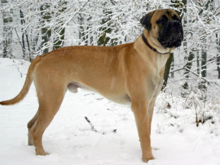 Chien de bullmastiff