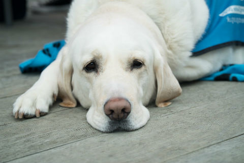 leishmaniose em cães