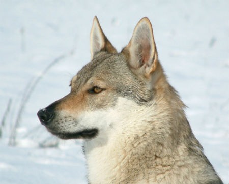 Cão-lobo checoslovaco