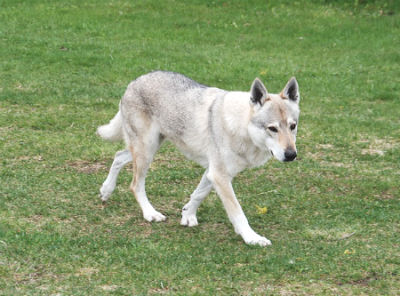 Treinamento de Wolfdog Checoslovaco