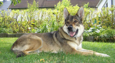 Race de chien de loup tchécoslovak