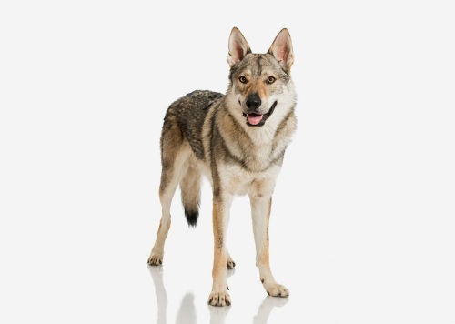 Tchécoslovakwolfdog