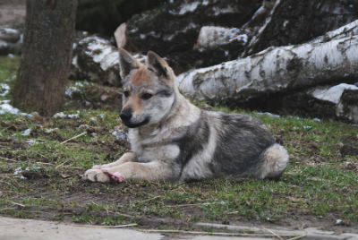 Chiot de chien de loup tchécoslovak