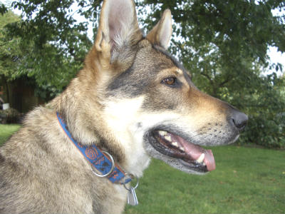 temperamento Perro Lobo Checoslovaco