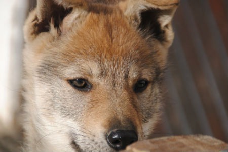 Cuidados com o filhote de cachorro-lobo checoslovaco