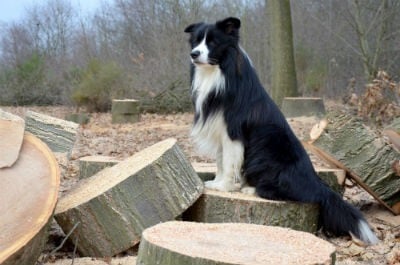 short hair border collie