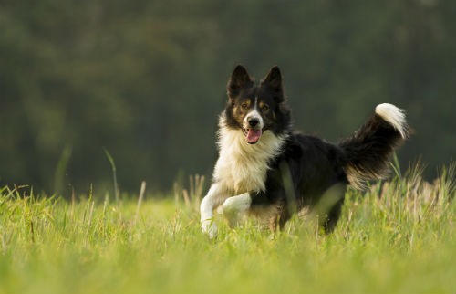 border collie feeding