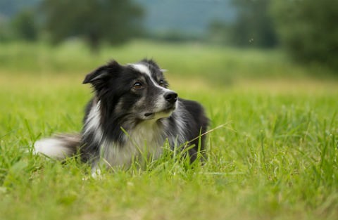 border collie feeding