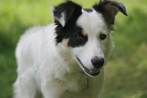 filhote de border collie