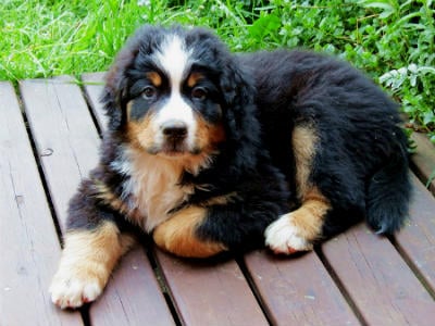 Bernese mountain dog puppy
