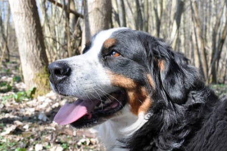 Bernese mountain dog breed