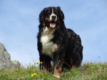 Cão Bernês da Montanha