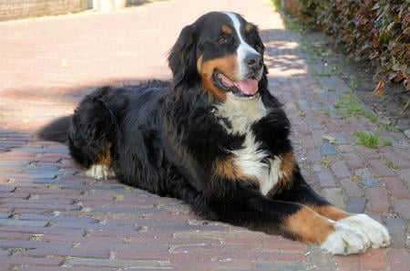 Bernese mountain dog feeding