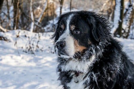 Bernese Mountain Dog breed of dog