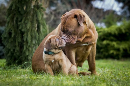 dogue de bordeaux feeding