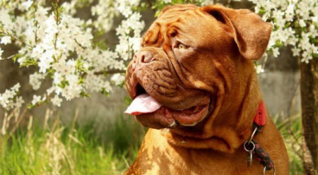 Dogo de Bordeaux Health