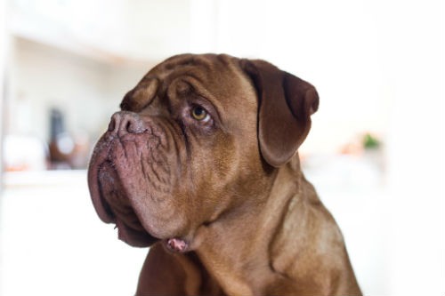 trem dogue de bordeaux