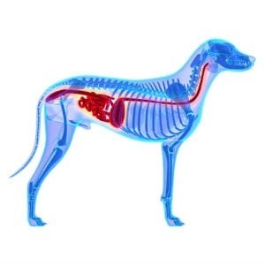 Digestion in dogs