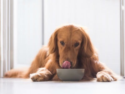 Digestion in dogs