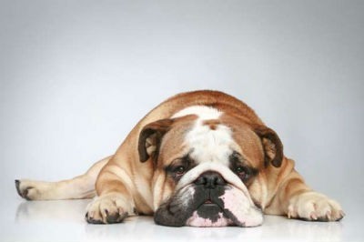 Physical characteristics of the English Bulldog dog