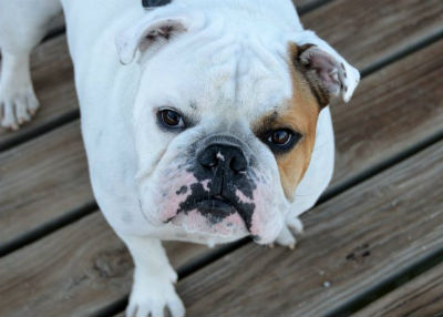 Character and personality of the English Bulldog dog