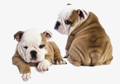 Chiots de bouledogue anglais