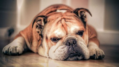 Nourriture et santé du chien de bulldog anglais