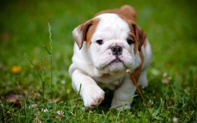 English Bulldog dog care