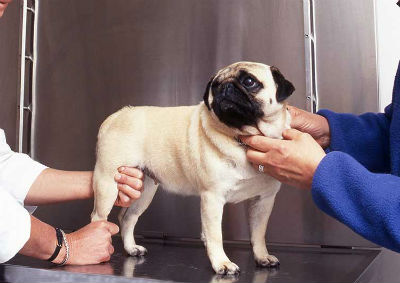 Tratamento de gases em cães