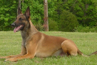 Pastor Belga Malinois 1