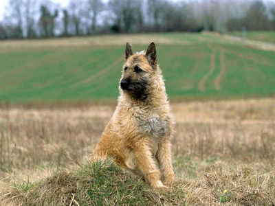 Belgian Shepherd Laekenois 1