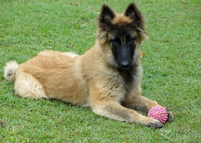 Belgian Shepherd Tervueren puppy